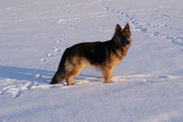owczarek niemiecki dlogowlosy