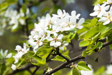 Flowering pear tree in spring (Pyrus)