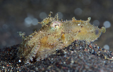 Amazing underwater world - Coconut Octopus. Diving, macro photography, night dive. Tulamben, Bali, Indonesia.