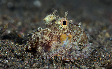 Amazing underwater world - Coconut Octopus. Diving, macro photography, night dive. Tulamben, Bali, Indonesia.