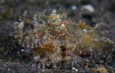 Amazing underwater world - Coconut Octopus. Diving, macro photography, night dive. Tulamben, Bali, Indonesia.