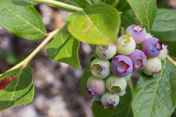 Blueberries on plant