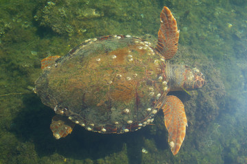 Sea turtle in the water in the wild in Greece