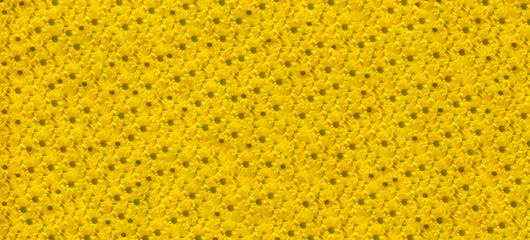 beautiful yellow abstract background of bright yellow chrysanthemums