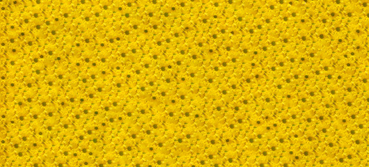 beautiful yellow abstract background of bright yellow chrysanthemums