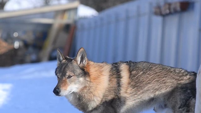 Czhechoslovakian wolf dog and alabai dog together in winter