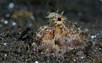 Amazing underwater world - Coconut Octopus. Diving, macro photography, night dive. Tulamben, Bali, Indonesia.