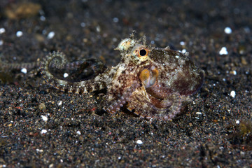 Amazing underwater world - Coconut Octopus. Diving, macro photography, night dive. Tulamben, Bali, Indonesia.