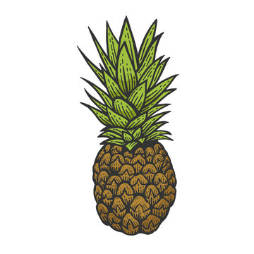 Pineapple exotic fruit color sketch engraving vector illustration. Scratch board style imitation. Black and white hand drawn image.