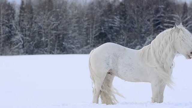 Beautiful white stallion Irish cob in winter