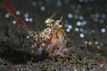 Amazing underwater world - Coconut Octopus. Diving, macro photography, night dive. Tulamben, Bali, Indonesia.