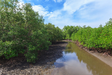 Beautiful green mangroves forest against blue sky background at Chantaburi province, Thailand