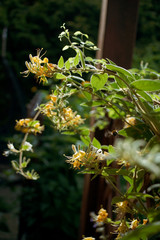 żółte, drobne kwiaty na płocie pod światło