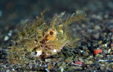 Amasing underwater world - Ambon Scorpionﬁsh (Pteroidichthys amboinensis). Night diving, macro photography. Tulamben, Bali, Indonesia.