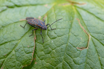 Boxelder Bug