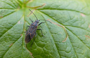 Boxelder Bug