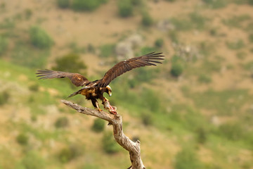 The Spanish imperial eagle (Aquila adalberti), also the Iberian imperial , Spanish or Adalbert's eagle sitting on the branch with prey. Imperial eagle  with rabitt with mountains in the background.