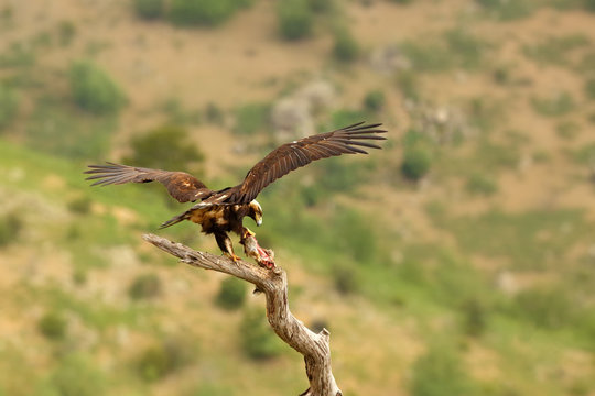 The Spanish imperial eagle (Aquila adalberti), also the Iberian imperial , Spanish or Adalbert's eagle sitting on the branch with prey. Imperial eagle  with rabitt with mountains in the background.