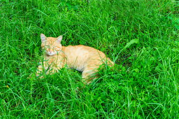 Naklejka na ściany i meble Ginger cat lies in the green grass.