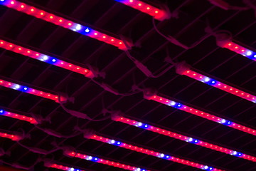 Special red white and blue LED lights belts above empty shelves in aquaponics system combining fish aquaculture with hydroponics, cultivating plants in water under artificial lighting, indoors