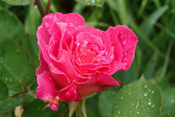Pink rose with dewdrops in a garden during spring
