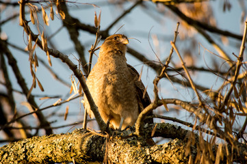 sparrow on branch