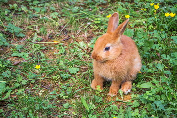 Cute little red furry rabbit
