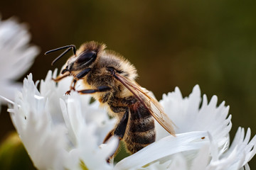 Pszczoła miodna (Apis mellifera) © Tomasz