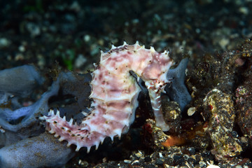 Amazing underwater world - Thorny Seahorse - Hippocampus histrix. Diving, macro photography. Tulamben, Bali, Indonesia.