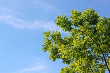 Fototapeta premium green leaves and blue sky