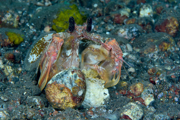 Amazing underwater world - Red mantis shrimp (Lysiosquillina lisa). Diving, macro photography. Tulamben, Bali, Indonesia. 