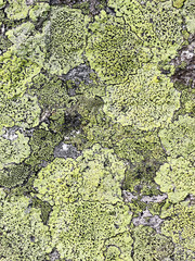 Lichen rhizocarpon geographical on the stones of the Tatra Mountains.  Texture option for ceramic tiles, countertops.