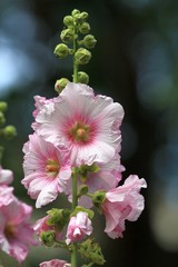 Pink flowers mallow close-up