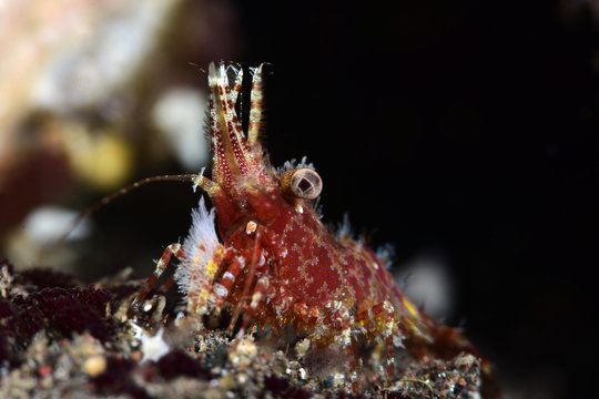Amazing Underwater World - Red Marble Shrimp. Diving and macro photography. Tulamben, Bali, Indonesia.