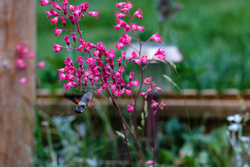 Fruczak gołąbek (Macroglossum stellatarum) © Tomasz