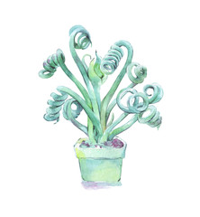 albuca spiralis watercolor art