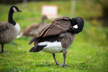 canada goose on grass