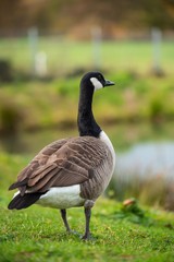 canada goose on grass