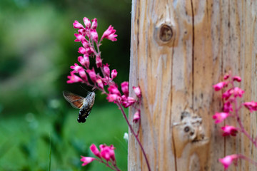 Fruczak gołąbek (Macroglossum stellatarum) © Tomasz