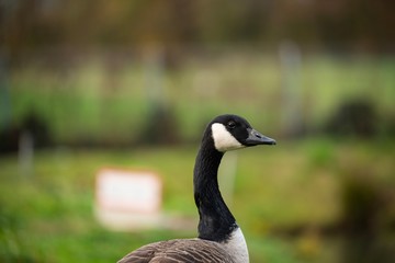 portrait of a goose