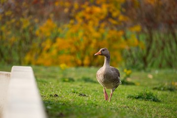 goose on grass