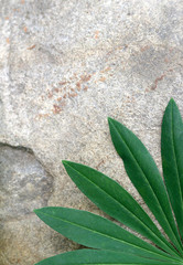 Felted lupine leaf on stone background