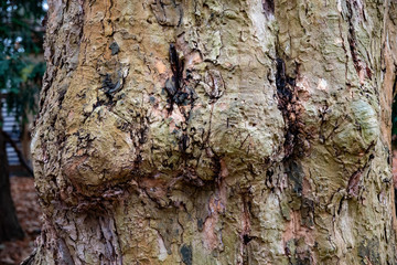 Bark of a tree. Knotted bark surface closeup. Natural brown and green shades background of tree...