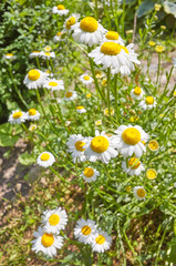 Oxeye daisy flowers (Leucanthemum vulgare) in a garden, selective focus.