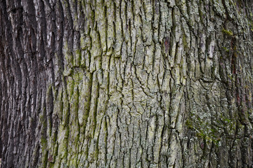 Bark of a tree. Natural grunge background of wood bark texture in shades of grey and green. Rough cracked texture of old tree bark. Weathered wooden bark backdrop.