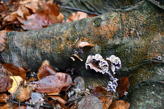Autumn leaves. Tree mushroom bunch at wet wood bark surface on ground among wet fallen leaves after autumn rain. Piece of dirty tree bark covered with lichens and tree mushrooms. Fall in forest