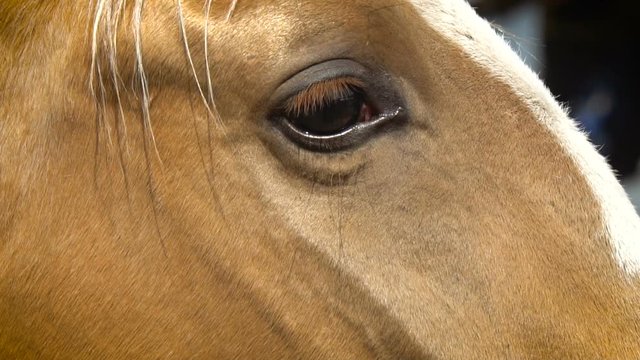 Horse eyes closeup in slow-motion