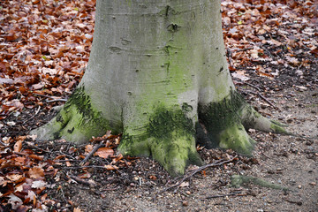 Tree roots at bottom part of tree trunk on ground with autumn leaves background. Wood backdrop. Green grey colors tree bark surface closeup. Forest textures. Old tree in park of Berlin Germany.