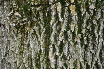 Bark of a tree. Shades of green gray color background of wood bark texture with very deep cracks. Rough texture of old tree bark closeup. Weathered wooden bark backdrop.