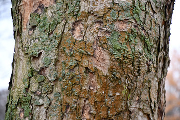 Bark of a tree. Peeling tree bark surface overgrown with green moss and brown lichens. Rough texture of old tree bark closeup. Spotted structure of tree trunk. Wood textured background.